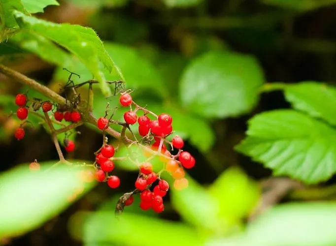 Country Camp Nommerlayen Tente de luxe 4*