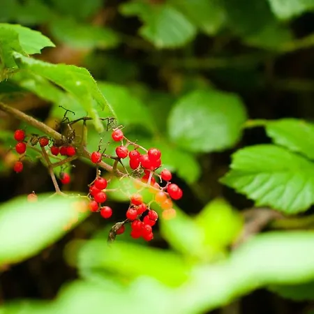 Country Camp Nommerlayen Luxussátor 4*